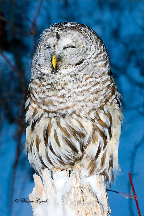 Barred Owl 121 by Dr. Wayne Lynch &copy;